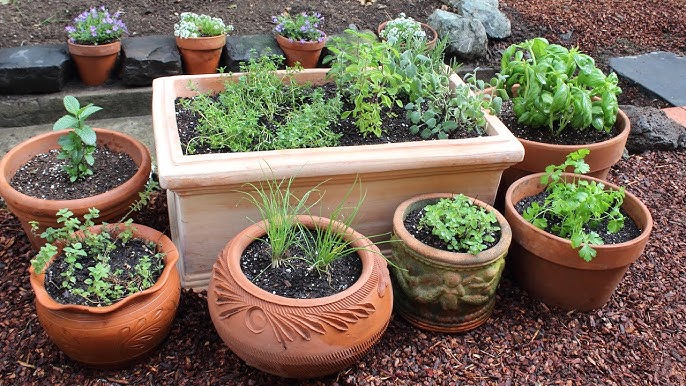 Growing Vegan Herb Garden At Home