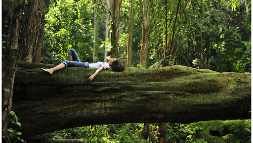 Top Forest Bathing Destinations Worldwide | Nature Healing Power