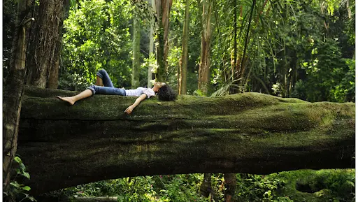Best Forest Therapy - Top Forest Bathing Destinations Worldwide