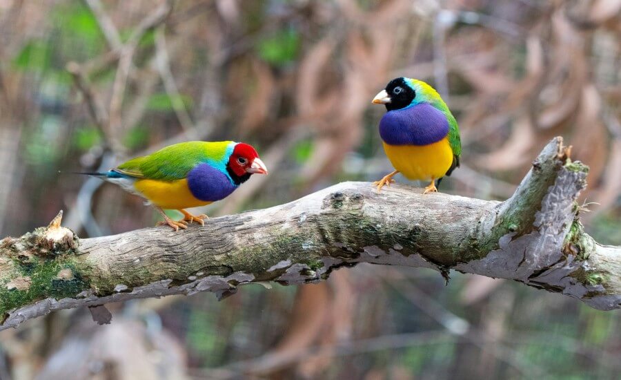 Why is Bird watching the New Mindful Movement in Travel?
