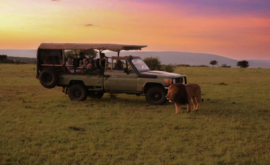 Budget-friendly Safari: Spotting Wildlife Without Breaking the Bank