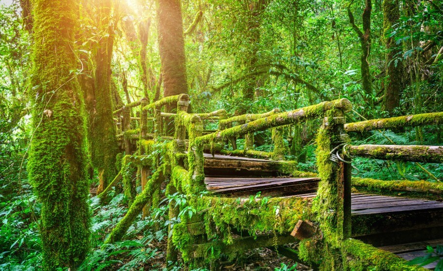 Eco Trek in Borneo